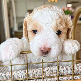 Steven - White male Cavapoo puppy in Yuciapa, California from AlltheDoodlez_