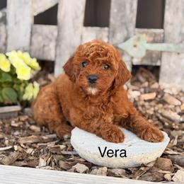 Vera - Red  female Goldendoodle puppy in Oxford, Pennsylvania from FriendlyPals