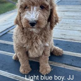 Light blue boy JJ - Red  male Goldendoodle puppy in Vian, Oklahoma from Dog Days Doodles