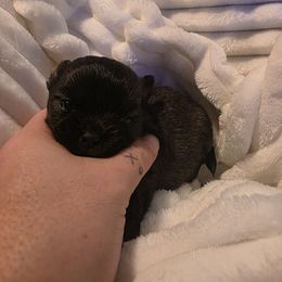 Keith - Chocolate sabled fawn Chihuahua puppy in Clarksville, Indiana from Fabulous little paws