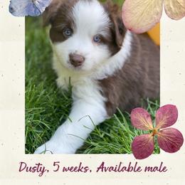 Dusty - Red tri-color male Australian Shepherd puppy in Marshall, Virginia from Greywood Farm Aussies