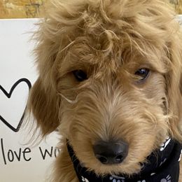 Nando - Apricot Goldendoodle puppy in Biscayne Park, Florida from What’s Up Doodles