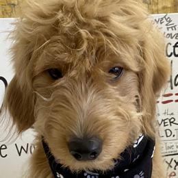 Nando - Apricot Goldendoodle puppy in Biscayne Park, Florida from What’s Up Doodles
