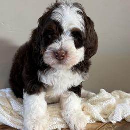 Ranger - Tri-color male Bernedoodle puppy in Horseshoe Bend, Idaho from Over the Moon Poodles and Doodles
