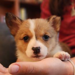 Chip - Sable female Pembroke Welsh Corgi puppy in Sidney, Ohio from Cozy Corgi Ranch