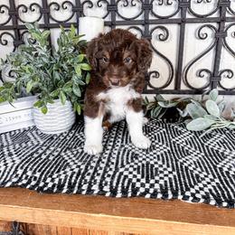 Mercury - Brown and white male Aussiedoodle puppy in Beaver, Utah from Rocky Ridge Ranch