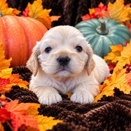 Muffin - Buff female Cocker Spaniel puppy in Greers Ferry, Arkansas from Lake Area Cuddly Cockers