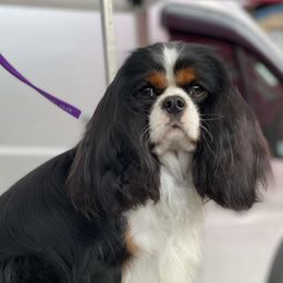 Rumi - Cavalier King Charles Spaniel