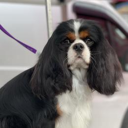 Rumi - Cavalier King Charles Spaniel