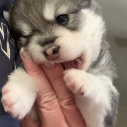 Pomsky Puppies from My Half Pint Pups
