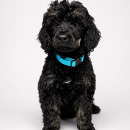 'Bear' claw - Phantom male Poodle puppy in Grovetown, Georgia from PND Kennel