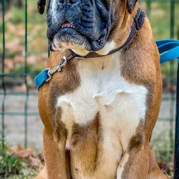 Chole - Boxer