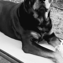Rottweilers from Dragonstar Rottweilers