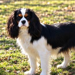 Sierra - Cavalier King Charles Spaniel