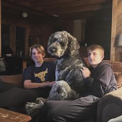 Labradoodle and Saint Berdoodle Puppies from ProAct Canines