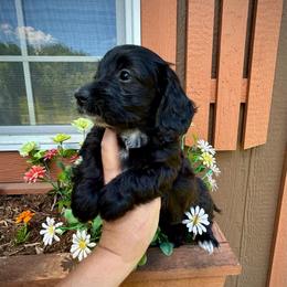 Roxy - Black and white female Assorted Doodle Crosses puppy in Coal City, Indiana from Angel Blue Dogs