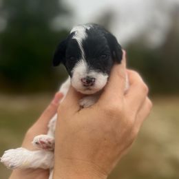 Pink Collar - Black and white female Sheepadoodle puppy in Hudson, Florida from Tampa Sheepadoodles