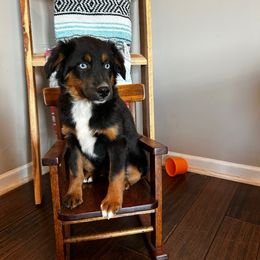 Jasper - Black tri male Miniature American Shepherd puppy in Ava, Missouri from Blue Blood Mini Aussies