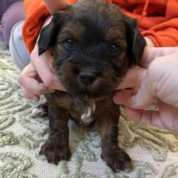 Shawn - Red sable male Havapoo puppy in Bailey, North Carolina from Reining Glory Acres