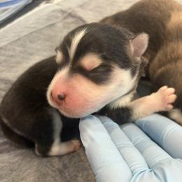 Oreo - Black and white male Pomsky puppy in Grandview, Washington from Alyssa’s Pomskies