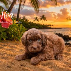Koa - Red male Aussiedoodle puppy in Roebuck, South Carolina from Dani's Dandy Doodles