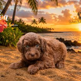 Koa - Red male Aussiedoodle puppy in Roebuck, South Carolina from Dani's Dandy Doodles
