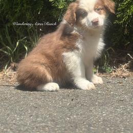 Pancake - Red tri-color male Australian Shepherd puppy in Chehalis, Washington from Wandering Acres Ranch