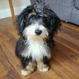 Bernedoodles from Magnolia Kennels and Farm