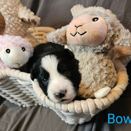 Bow - Black and white Border Collie puppy in Gaffney, South Carolina from On the Lamb