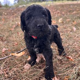 Red - Black female Poodle puppy in Marshfield, Missouri from Gerth Farms
