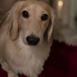 Guylian - Dachshund