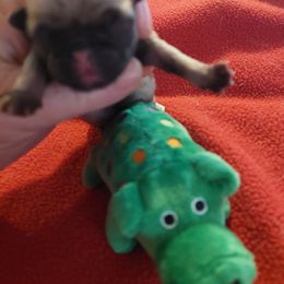 Boy 3 - Fawn male Pug puppy in Cedar Springs, Michigan from Wilson's Pugs