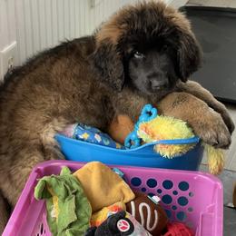 Leonberger and Miniature Australian Shepherd Puppies from Bear Pond Aussies / Leonbergers of Maine
