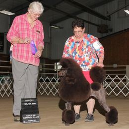 Poodle All Grown Up from Noble Hill Standard Poodles