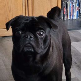 Bruno - Pug