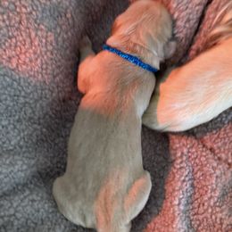 Girl 3 - female Golden Retriever puppy in Dry Fork, Virginia from Sarah Johnson