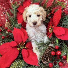 Kern - Cream male Labradoodle puppy in Somerset, California from Annie’s Animals