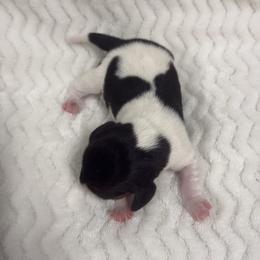 Sage - Blue tan and white female Beagle puppy in Gentry, Arkansas from HC Puppy Ranch