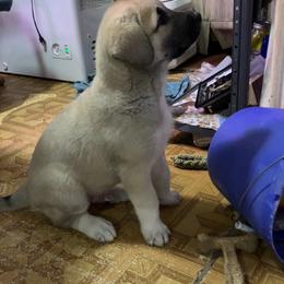 Anatolian Shepherd Dog Puppies from T&S Anatolians