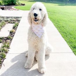 Daisy - Goldendoodle