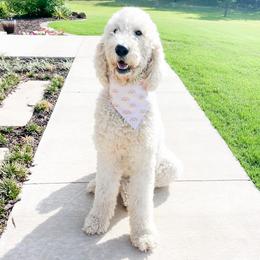 Daisy - Goldendoodle