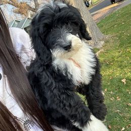 Opal - Black and white female Bernedoodle puppy in Horseshoe Bend, Idaho from Over the Moon Poodles and Doodles