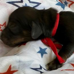 Bon Jovi - Red male Dachshund puppy in Pulaski, Tennessee from Billboard Doxies