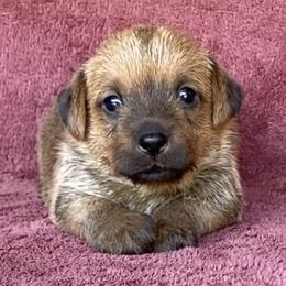 Pink Collar Girl - Red female Norfolk Terrier puppy in Bristol, Tennessee from Holston Hollow Farm
