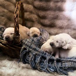 Bow - Yellow male Labrador Retriever puppy in Sweet Home, Oregon from Knotty Creek Labradors