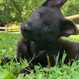 German Shepherd Puppies from North Mountain Kennels