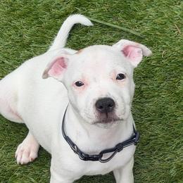 Cotton - White male Staffordshire Bull Terrier puppy in Port Saint Lucie, Florida from Southern Staffies