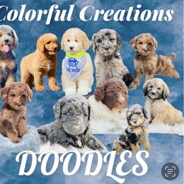 Goldendoodle and Poodle All Grown Up from Colorful Creations Doodles and Poodles