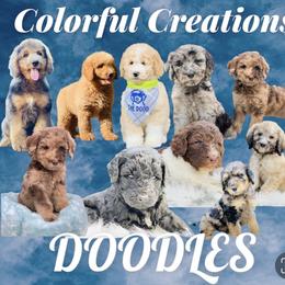 Goldendoodle and Poodle All Grown Up from Colorful Creations Doodles and Poodles