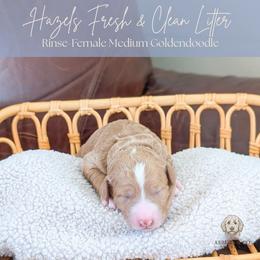 Puppy Pick 2 - Red  male Goldendoodle puppy in Whitesburg, Georgia from Asbury & Co Farms